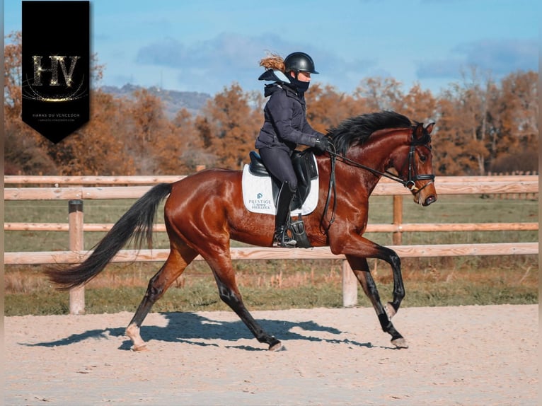 Autres races Jument 3 Ans 163 cm Bai in Marly-sous-Issy