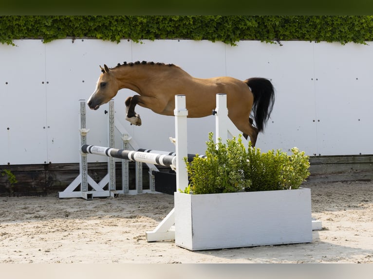 Autres races Jument 4 Ans 115 cm Isabelle in Waddinxveen