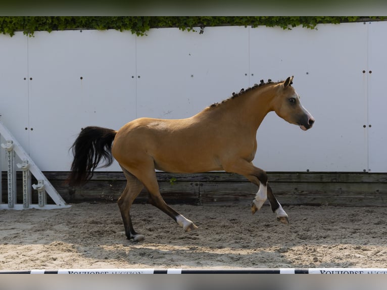 Autres races Jument 4 Ans 115 cm Isabelle in Waddinxveen