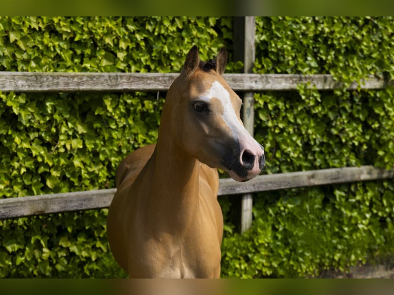 Autres races Jument 4 Ans 115 cm Isabelle in Waddinxveen