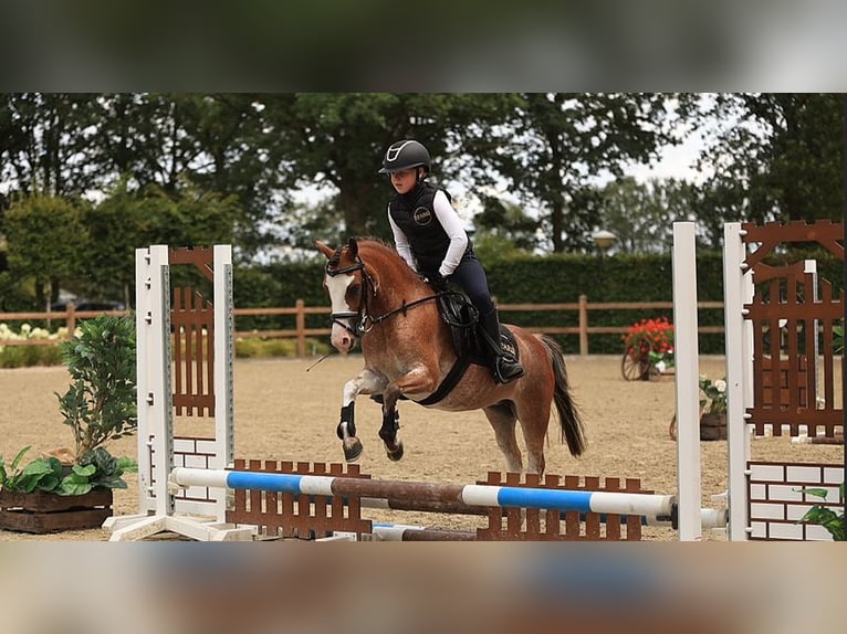 Autres races Jument 4 Ans 116 cm  in Oost West en Middelbeers