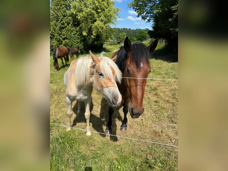 Autres races Croisé Jument 4 Ans 137 cm Bai in Laubach