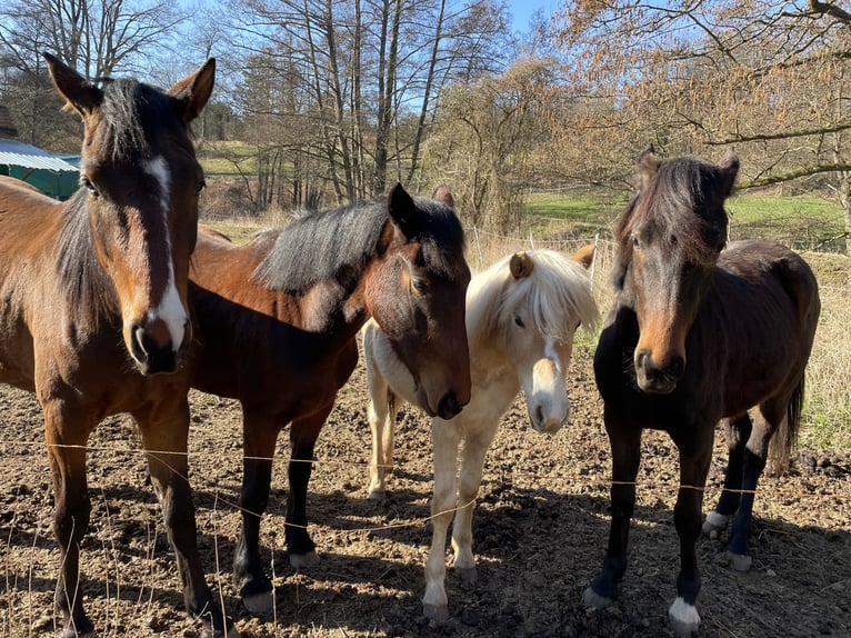 Autres races Croisé Jument 4 Ans 137 cm Bai in Laubach