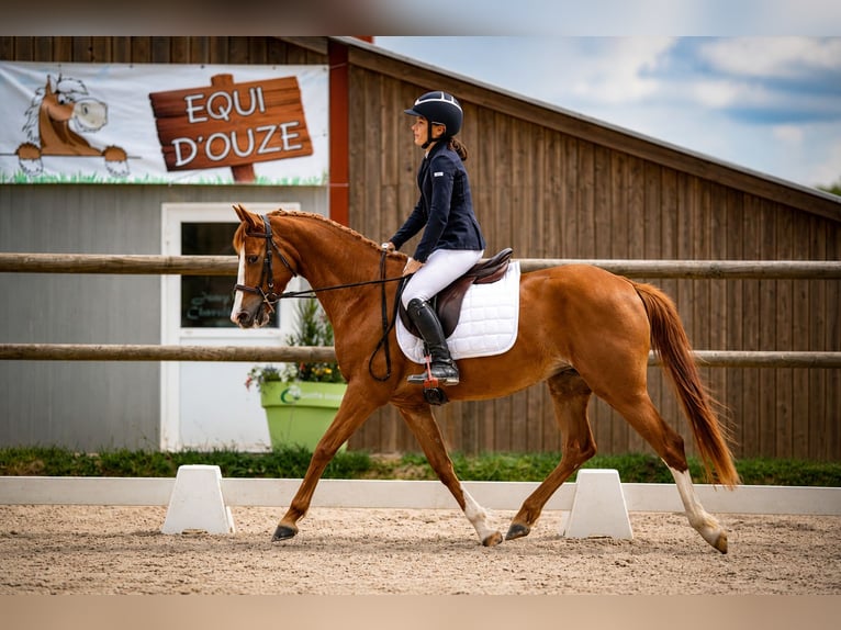 Autres races Jument 4 Ans 143 cm Alezan in Saône et Loire