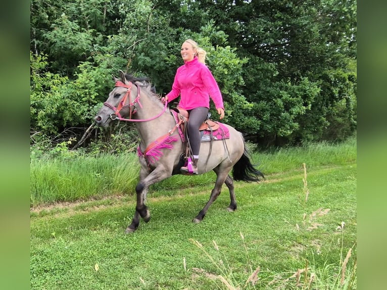 Autres races Jument 4 Ans 145 cm Grullo in Linkenbach