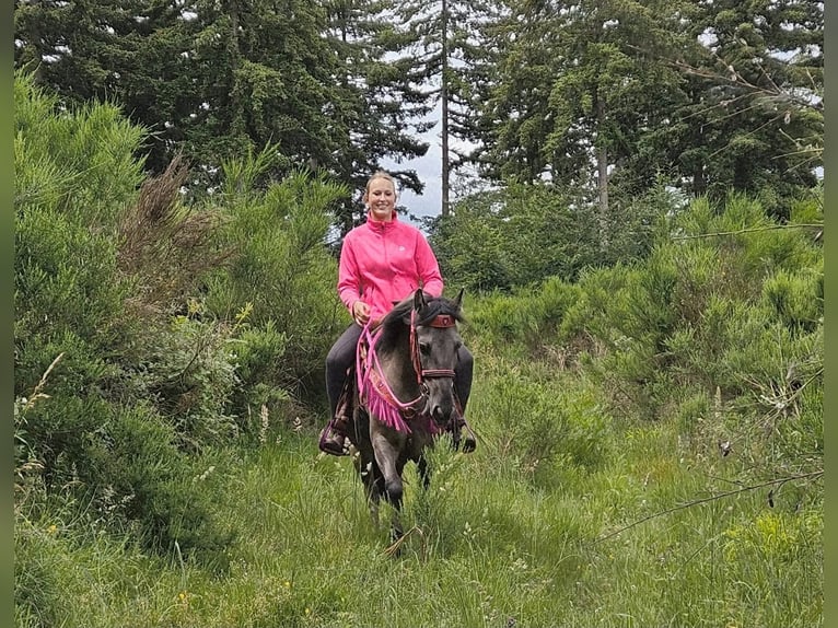 Autres races Jument 4 Ans 145 cm Grullo in Linkenbach