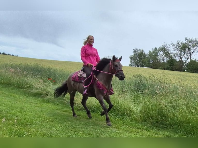 Autres races Jument 4 Ans 145 cm Grullo in Linkenbach