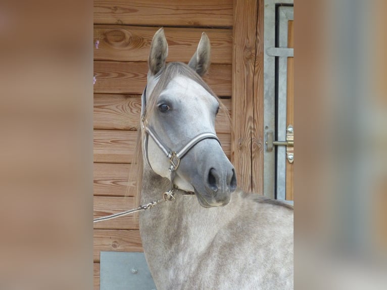 Autres races Jument 4 Ans 146 cm Gris in Saint-Romain-sous-Gourdon