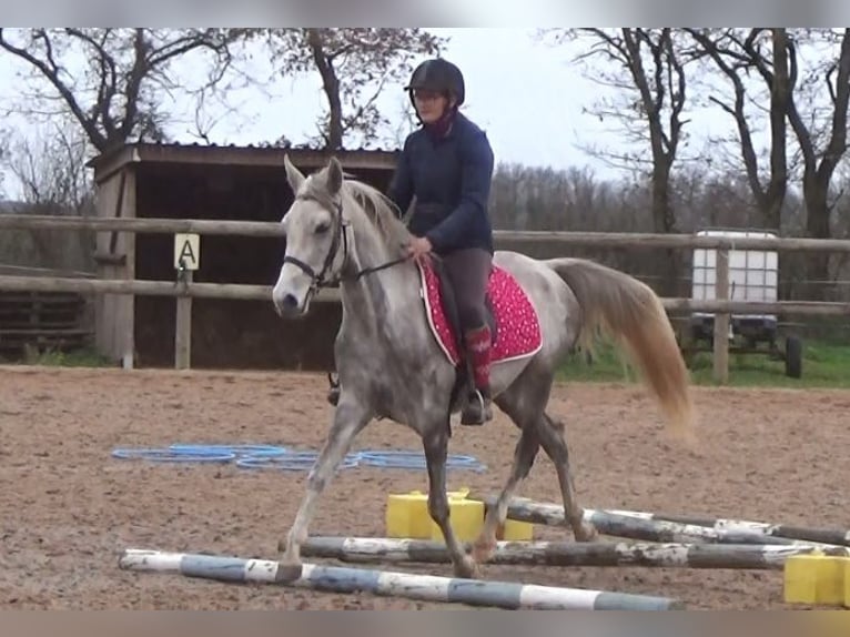 Autres races Jument 4 Ans 146 cm Gris in Saint-Romain-sous-Gourdon