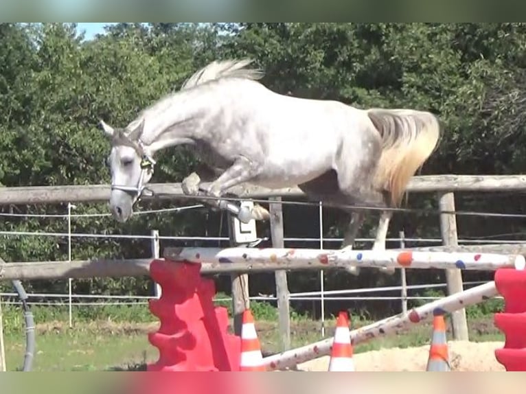 Autres races Jument 4 Ans 146 cm Gris in Saint-Romain-sous-Gourdon
