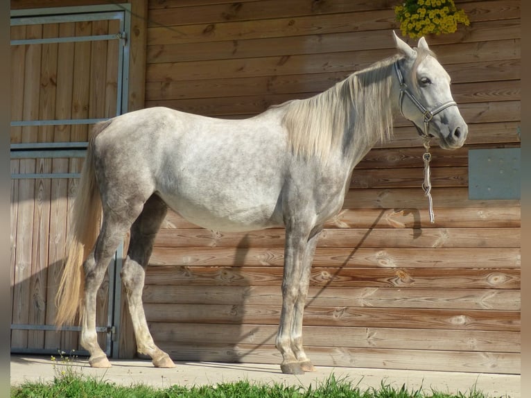 Autres races Jument 4 Ans 146 cm Gris in Saint-Romain-sous-Gourdon