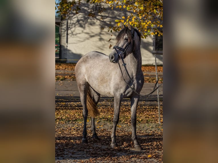 Autres races Jument 4 Ans 148 cm Gris in Schwäbisch Gmünd