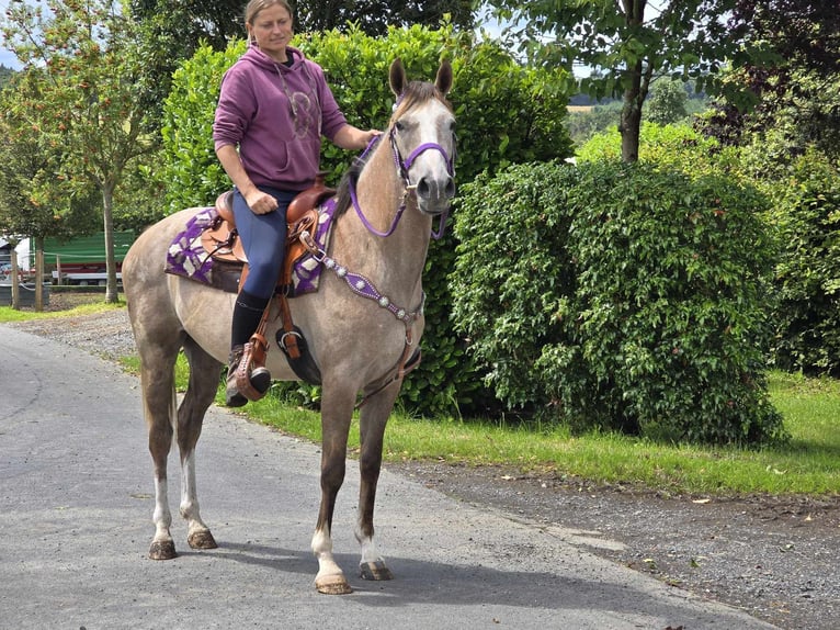 Autres races Jument 4 Ans 152 cm Gris (bai-dun) in Linkenbach