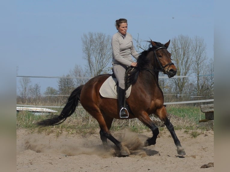 Autres races Croisé Jument 4 Ans 153 cm Bai in Kremmen