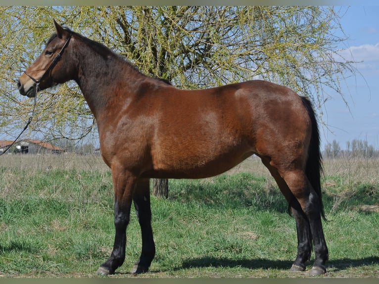 Autres races Croisé Jument 4 Ans 153 cm Bai in Kremmen