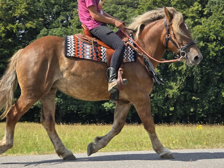 Autres races Jument 4 Ans 155 cm Alezan brûlé in Linkenbach