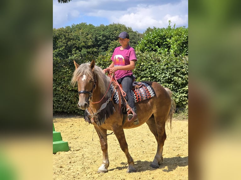 Autres races Jument 4 Ans 155 cm Alezan brûlé in Linkenbach