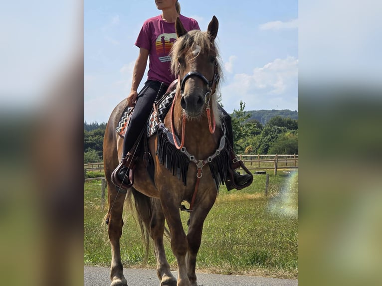 Autres races Jument 4 Ans 155 cm Alezan brûlé in Linkenbach