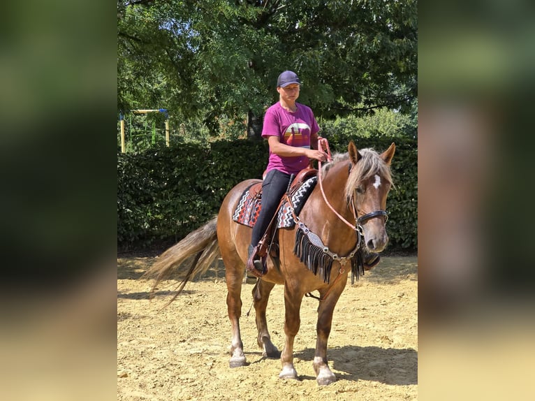 Autres races Jument 4 Ans 155 cm Alezan brûlé in Linkenbach