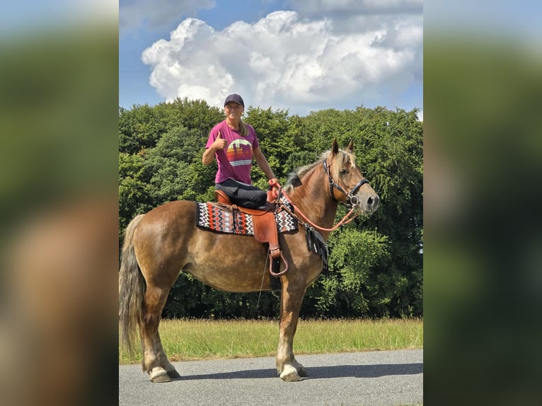 Autres races Jument 4 Ans 155 cm Alezan brûlé in Linkenbach