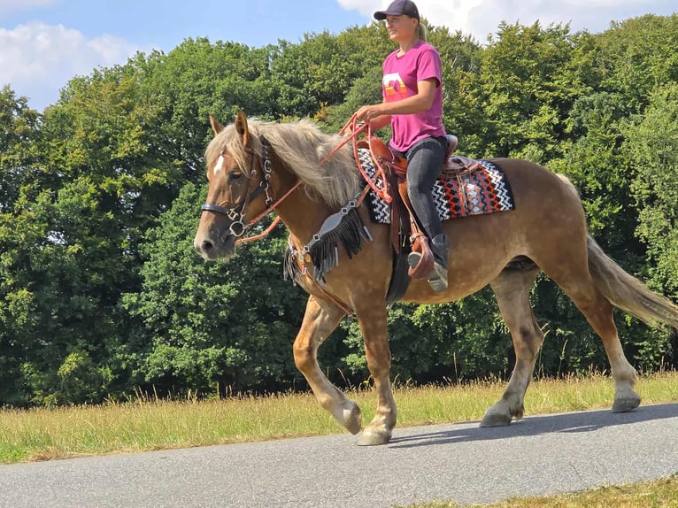 Autres races Jument 4 Ans 155 cm Alezan brûlé in Linkenbach