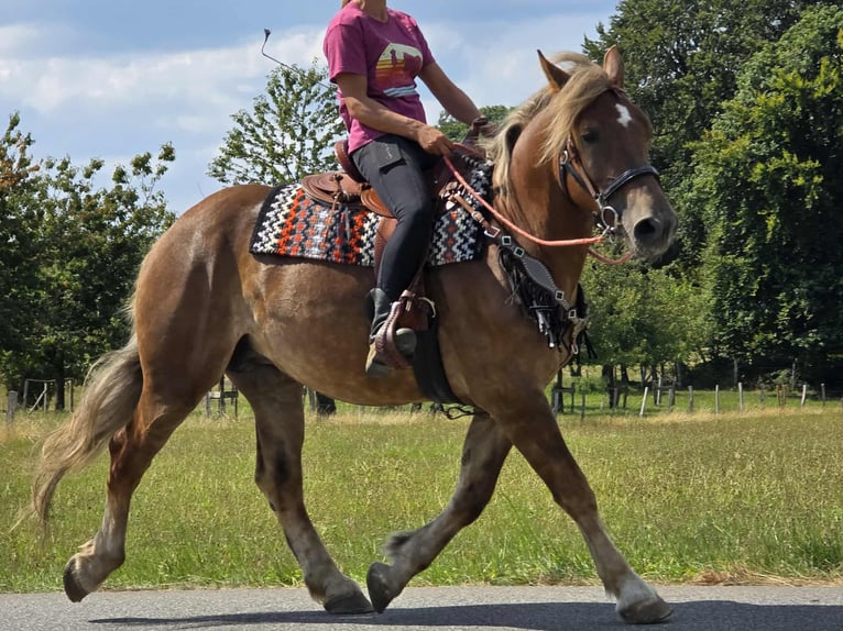 Autres races Jument 4 Ans 155 cm Alezan brûlé in Linkenbach