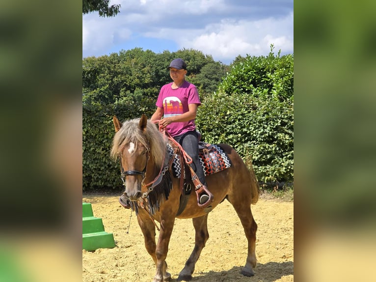 Autres races Jument 4 Ans 155 cm Alezan brûlé in Linkenbach