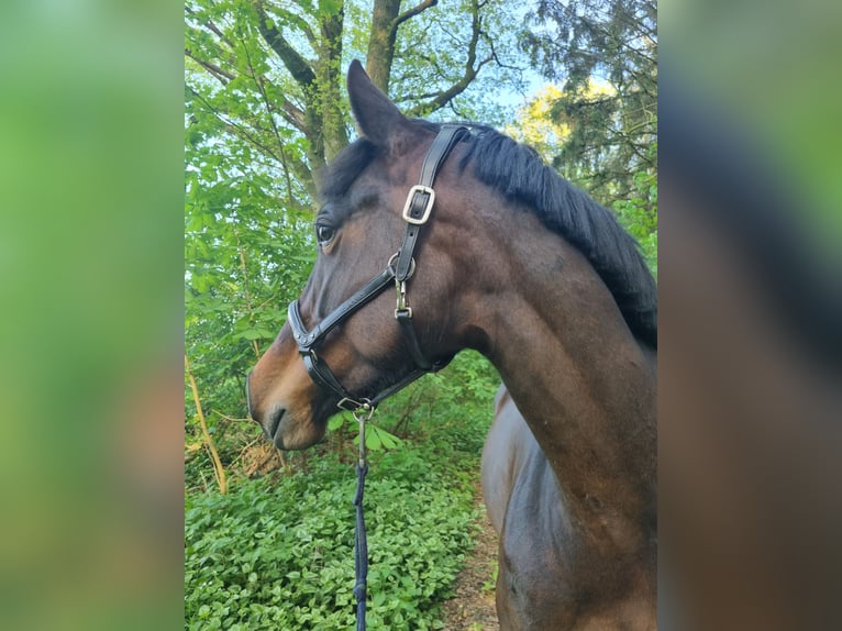 Autres races Croisé Jument 4 Ans 155 cm Bai brun in Zeven