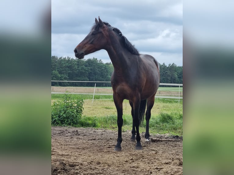 Autres races Croisé Jument 4 Ans 155 cm Bai brun in Zeven