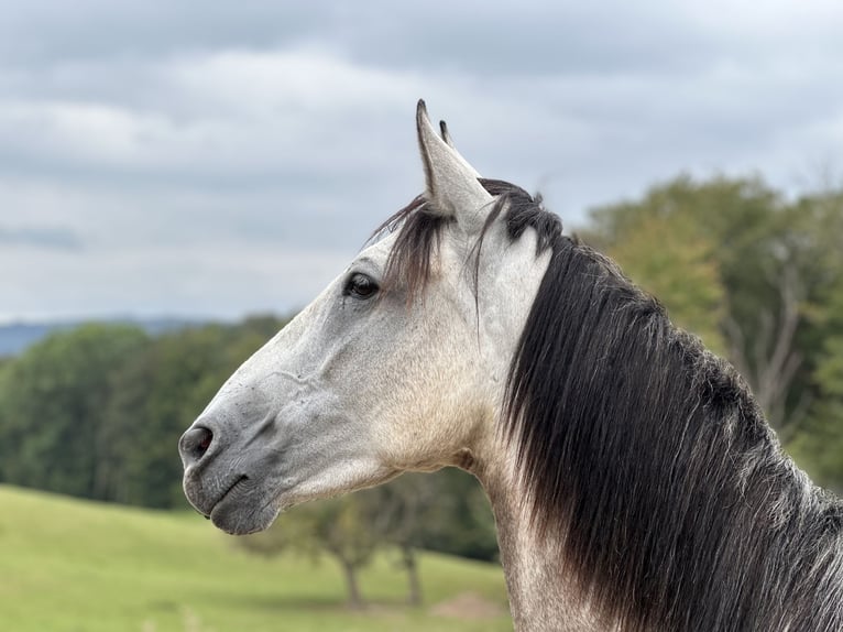 Autres races Croisé Jument 4 Ans 155 cm Gris pommelé in Sulzbach am Main