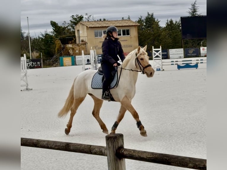 Autres races Croisé Jument 4 Ans 155 cm Palomino in Puyméras