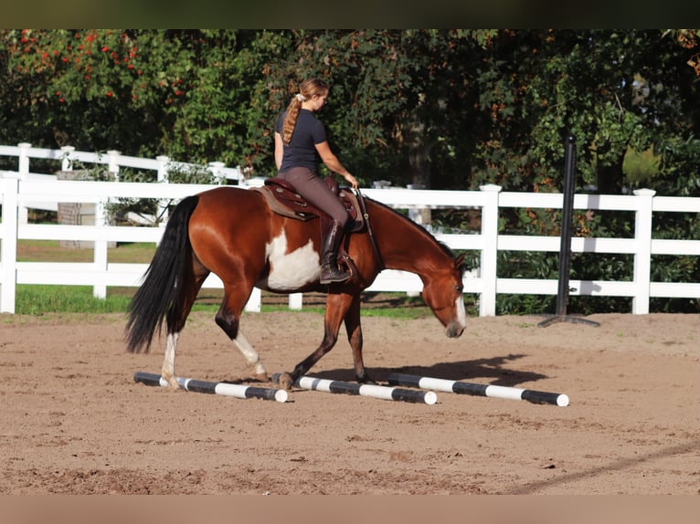 Autres races Croisé Jument 4 Ans 156 cm Overo-toutes couleurs in Oberhausen