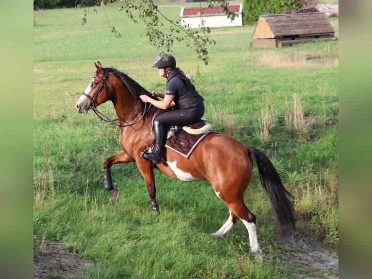 Autres races Croisé Jument 4 Ans 156 cm Overo-toutes couleurs in Oberhausen