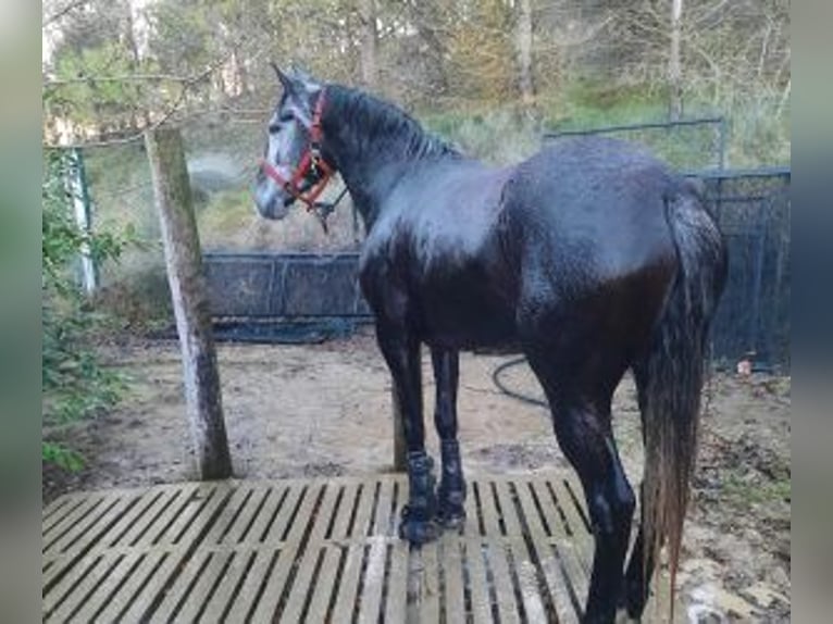 Autres races Croisé Jument 4 Ans 157 cm Gris in Gijon