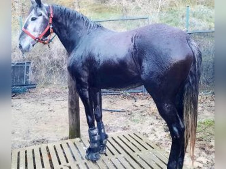 Autres races Croisé Jument 4 Ans 157 cm Gris in Gijon