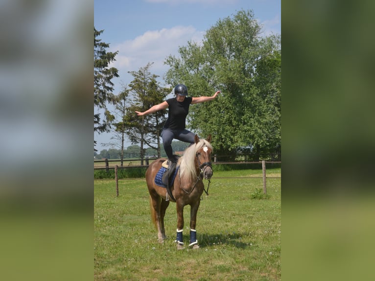 Autres races Jument 4 Ans 157 cm Palomino in Breda