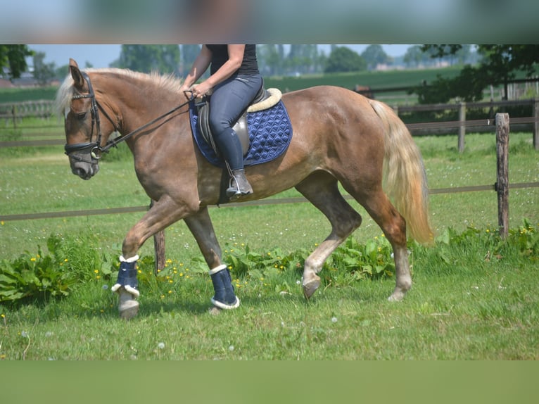 Autres races Jument 4 Ans 157 cm Palomino in Breda