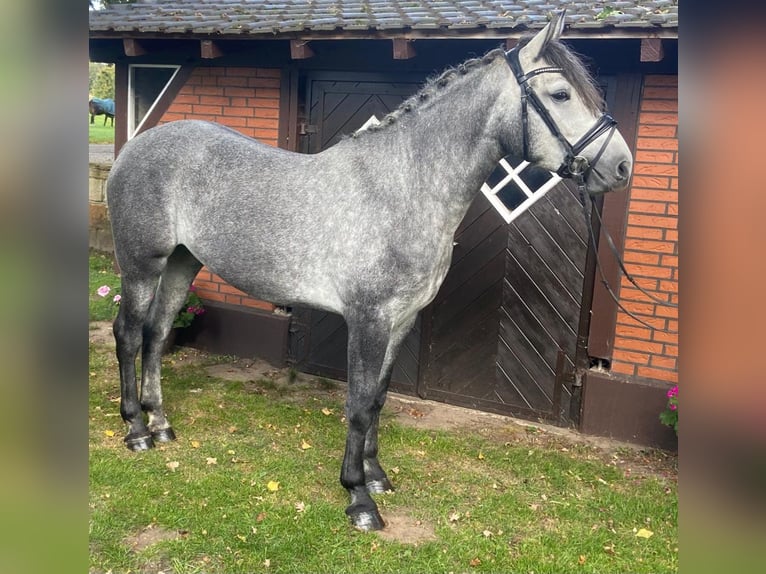 Autres races Jument 4 Ans 158 cm Gris in Hopsten