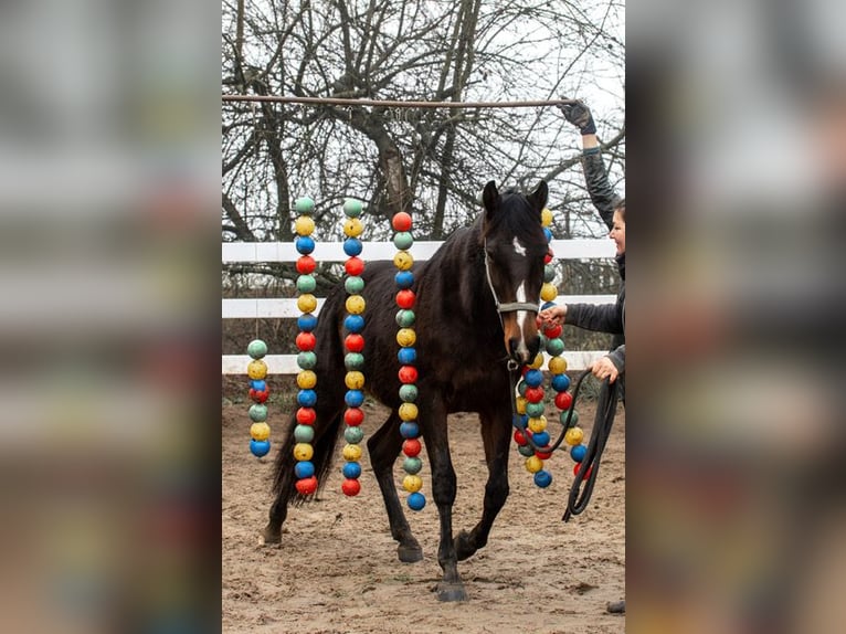 Autres races Jument 4 Ans 160 cm Bai in Rohlfshagen