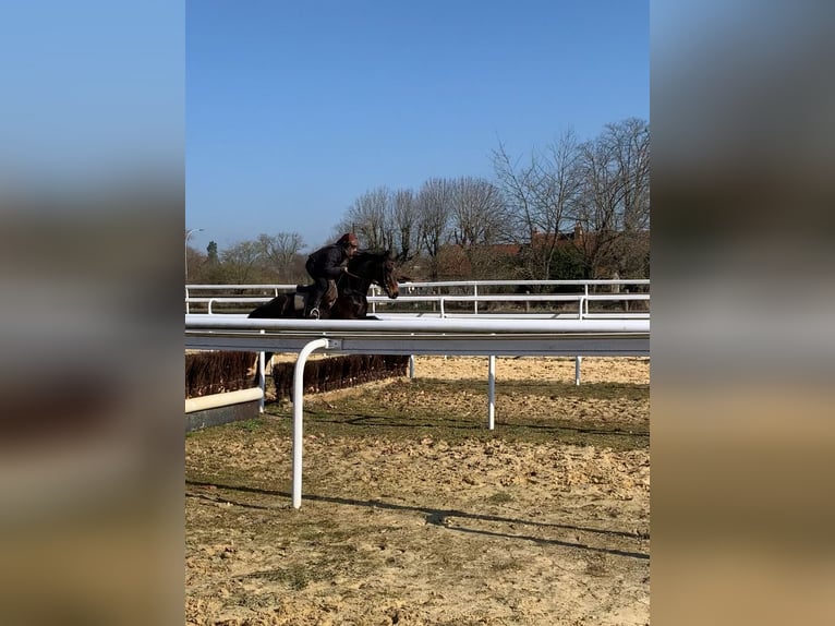Autres races Jument 4 Ans 160 cm Bai in Loddes