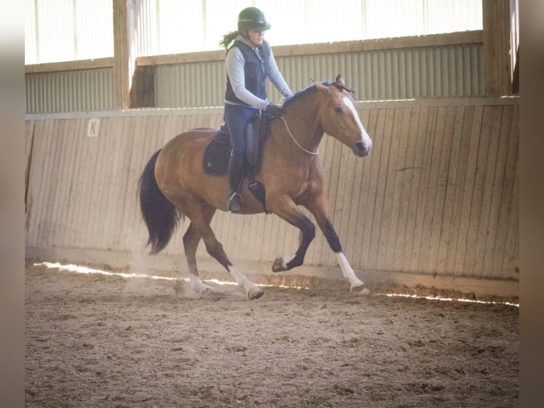 Autres races Jument 4 Ans 160 cm  in Nettersheim