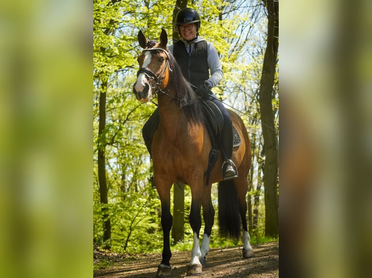 Autres races Jument 4 Ans 160 cm  in Nettersheim