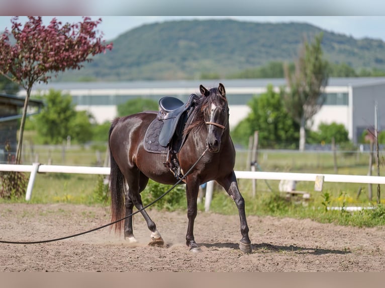 Autres races Jument 4 Ans 162 cm Bai brun in Dorog