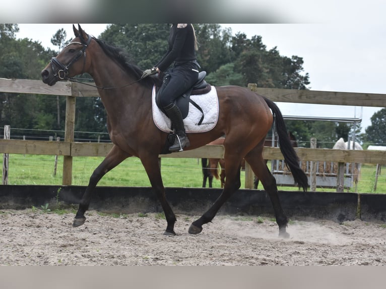 Autres races Jument 4 Ans 163 cm Bai brun in Achtmaal