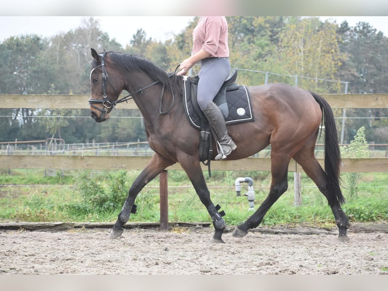 Autres races Jument 4 Ans 163 cm Bai brun in Achtmaal