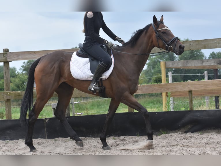 Autres races Jument 4 Ans 163 cm Bai brun in Achtmaal