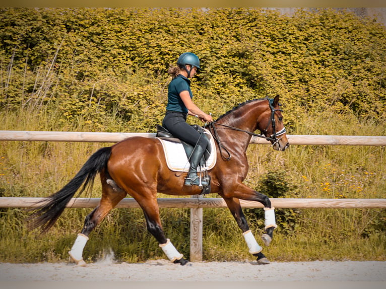Autres races Jument 4 Ans 163 cm Bai in Marly-sous-Issy