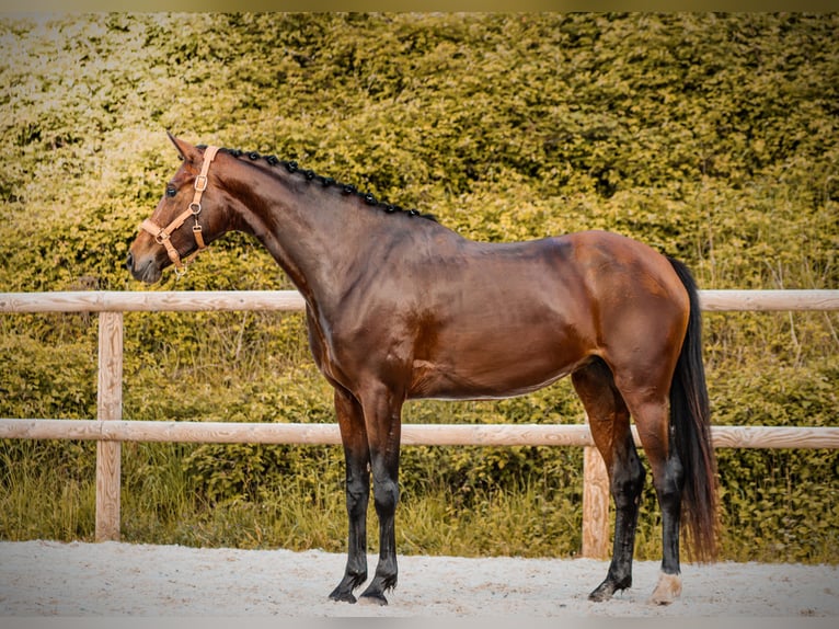 Autres races Jument 4 Ans 163 cm Bai in Marly-sous-Issy