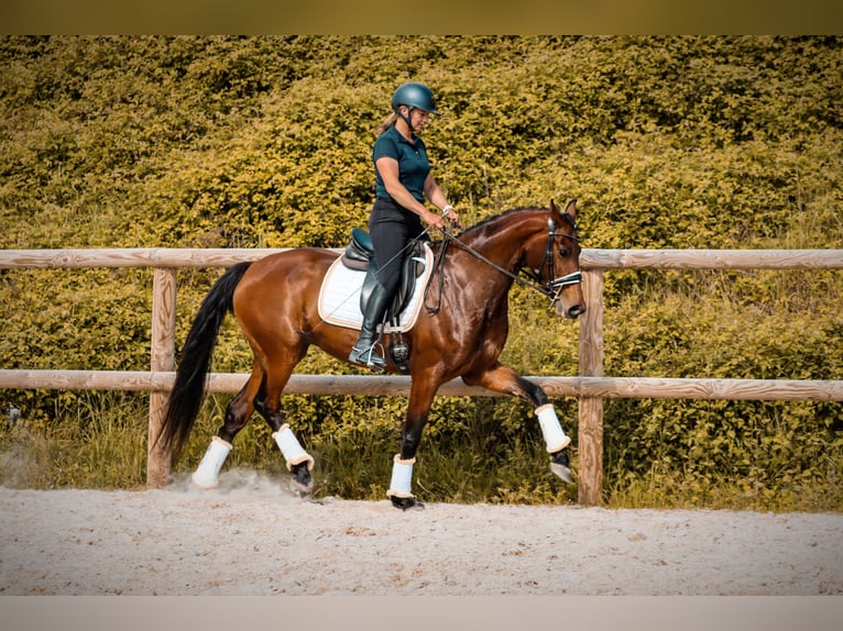 Autres races Jument 4 Ans 163 cm Bai in Marly-sous-Issy
