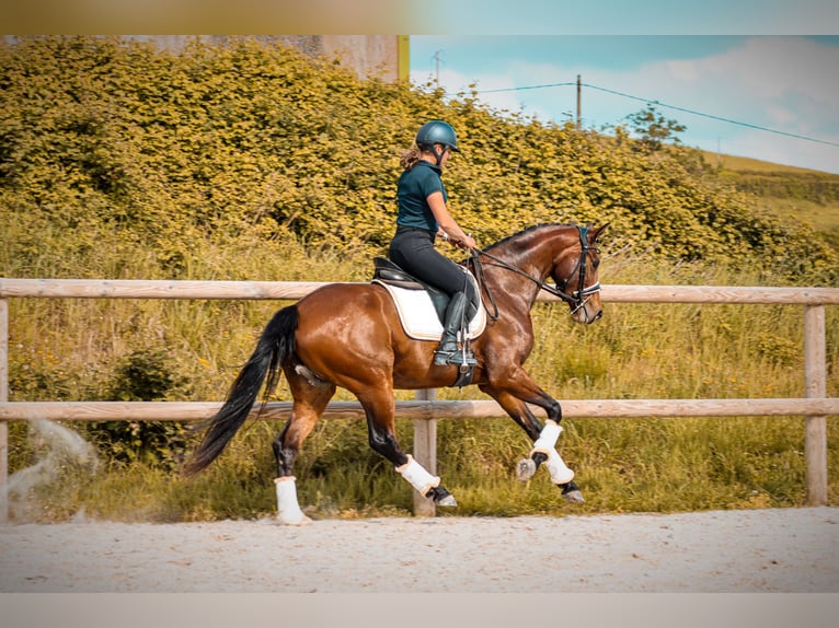 Autres races Jument 4 Ans 163 cm Bai in Marly-sous-Issy